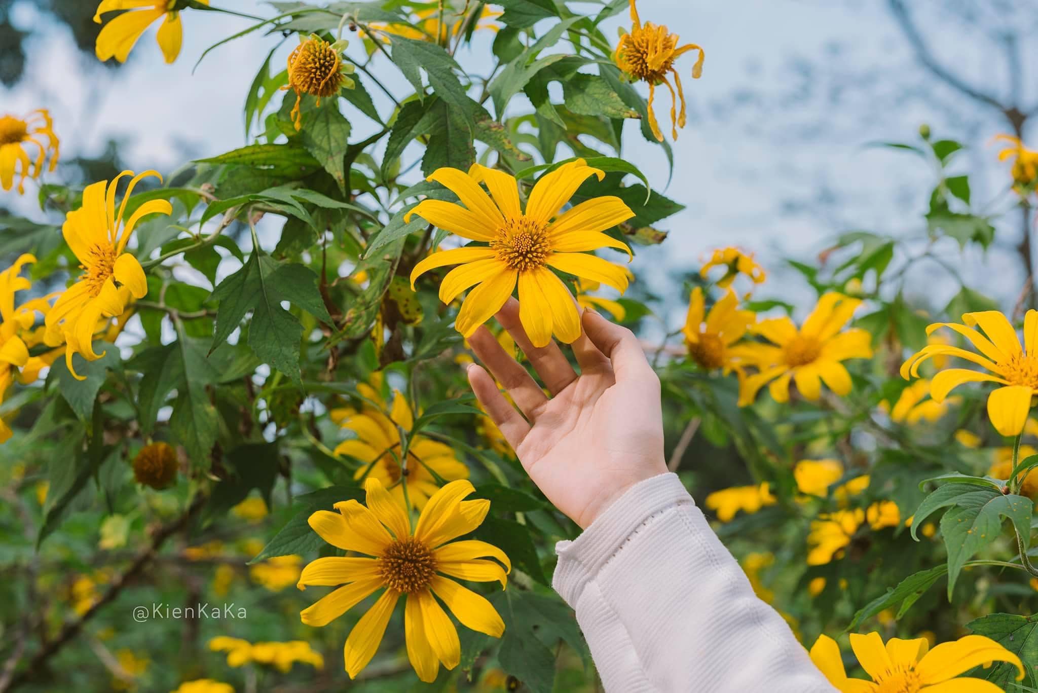 tour_ba_vi_mua_da_quy_1_ngay_vietmountain_travel2