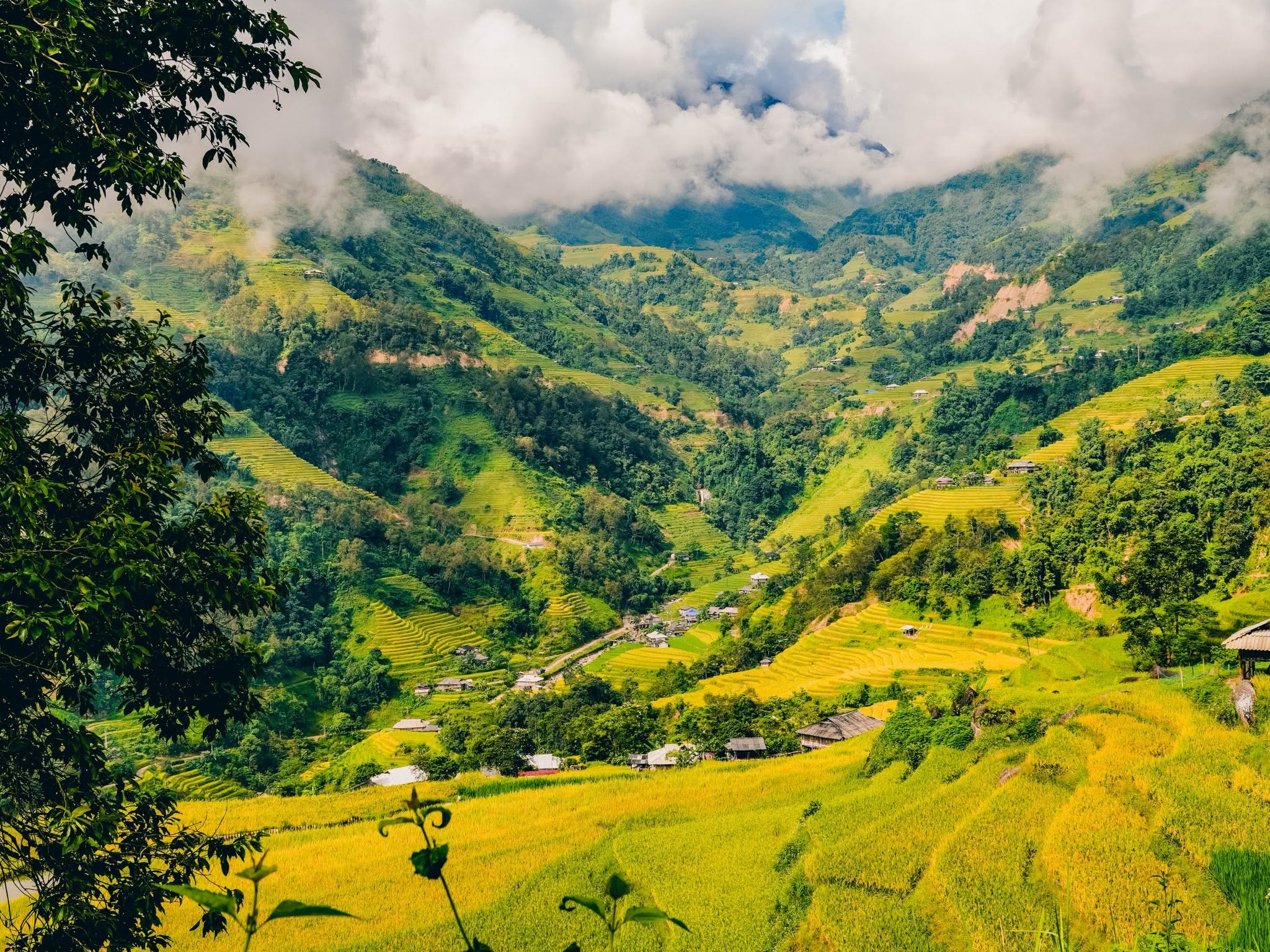 ban-phung1