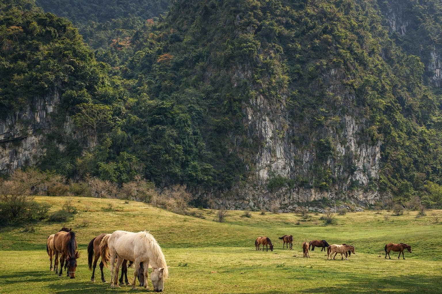 dan-ngua-tại-dong-lam