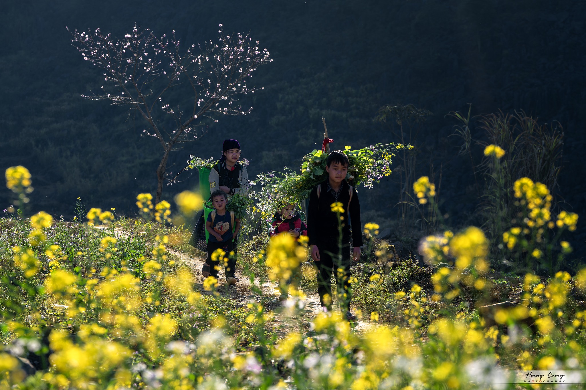 du-lich-mu-cang-chai-mu-lua-chin-vietmountain-travel1